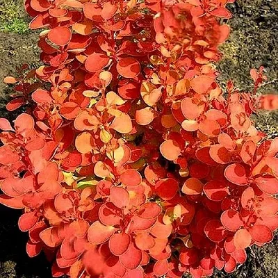 Барбарис ОРАНЖ ФАЙЕР тунберга  Барбарис ОРАНЖ ФАЙЕР тунберга в Твери