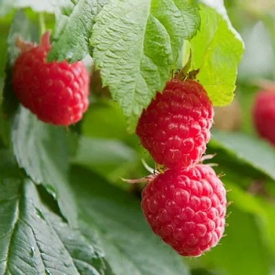 Малина МАРАВИЛЛА в Твери