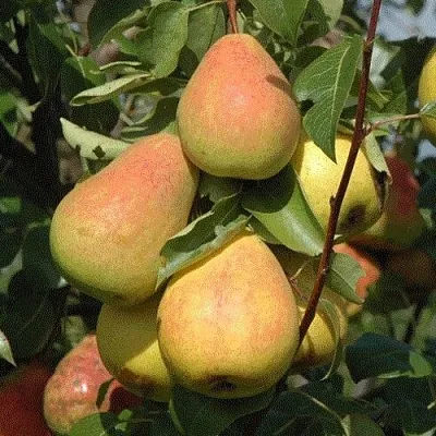 Груша СЕВЕРЯНКА в Твери
