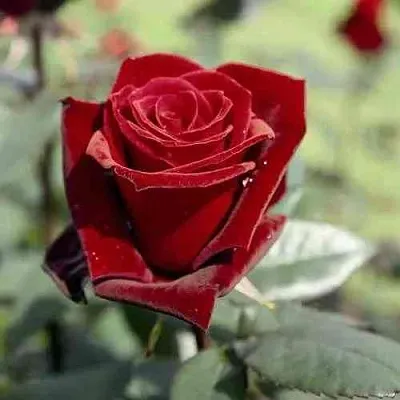 Саженцы роз ТАБУ чайно-гибридная в Твери