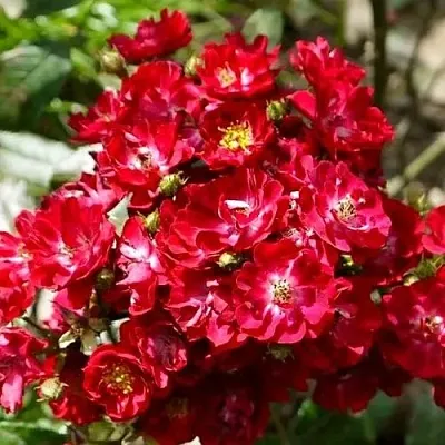 Саженцы роз АЛЬБЕРИХ полиантовая в Твери