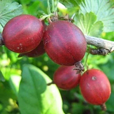 Крыжовник ЩЕДРЫЙ  Крыжовник ЩЕДРЫЙ в Твери