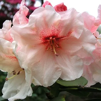 Рододендрон ХАНЯ	 в Твери