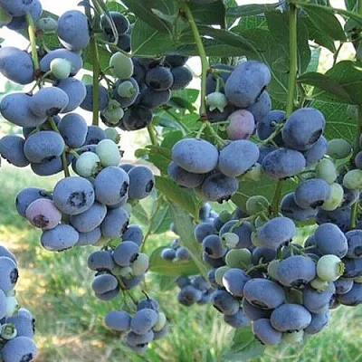 Голубика ЛИБЕРТИ в Твери