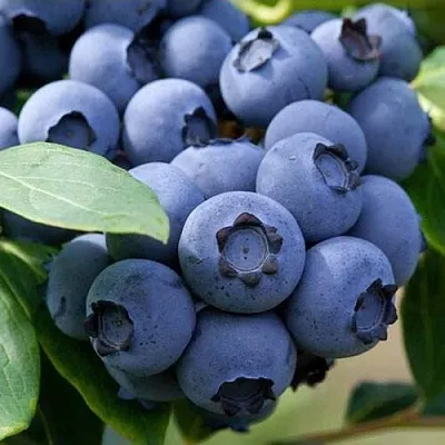 Голубика СПАРТАН в Твери