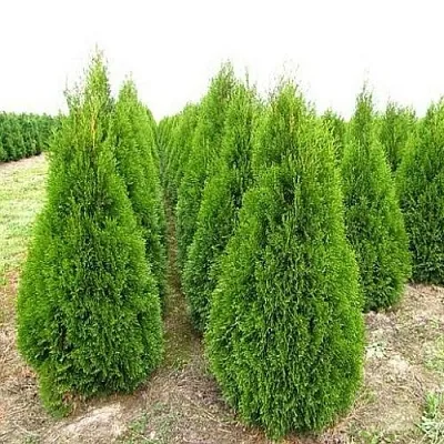 Туя СМАРАГД западная  Туя СМАРАГД западная в Твери