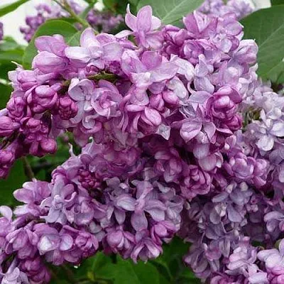 Сирень ГЕНЕРАЛ ПЕРШИНГ  Сирень ГЕНЕРАЛ ПЕРШИНГ в Твери