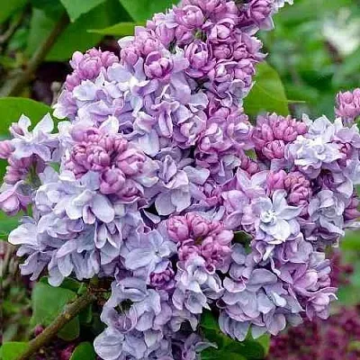 Сирень КАТЕРИНА ХАВЕМЕЙЕР  Сирень КАТЕРИНА ХАВЕМЕЙЕР в Твери