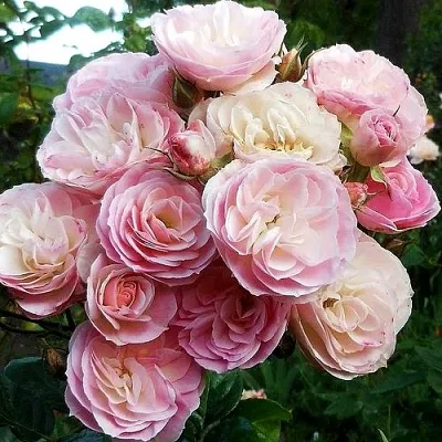 Саженцы роз БУКЕТ ПАРФЕ мускусная в Твери