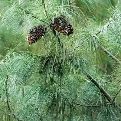 Сосна АРМАНДИ  Сосна АРМАНДИ в Твери