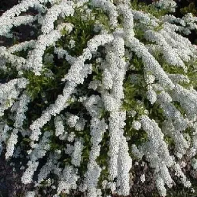 Спирея АРГУТА  Спирея АРГУТА в Твери