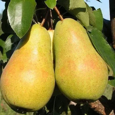 Груша ЧИЖОВСКАЯ в Твери