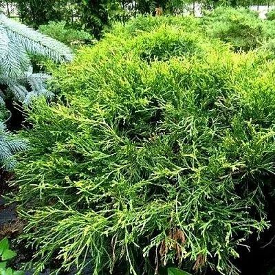 Кипарисовик ФИЛИФЕРА АУРЕА ВАРИЕГАТТА горохоплодный  Кипарисовик ФИЛИФЕРА АУРЕА ВАРИЕГАТТА горохоплодный в Твери