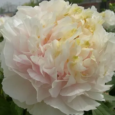 Пион ЗОЛОТОЙ ИЗУМРУД древовидный  Пион ЗОЛОТОЙ ИЗУМРУД древовидный в Твери