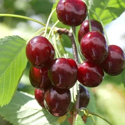 Черешня ОВСТУЖЕНКА  Черешня ОВСТУЖЕНКА в Твери