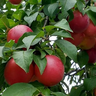 Плумкот БИРИКОККОЛО ГИГАНТЕ ДИ БУДРИО в Твери