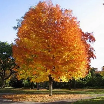 Клен серебристый в Твери