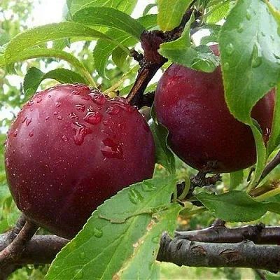 Слива КЛЕОПАТРА в Твери