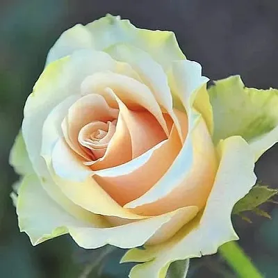 Саженцы роз ТАЛЕЯ чайно-гибридная в Твери