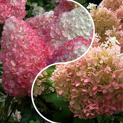 Комплект МАЛИНОВЫЙ ЗАКАТ в Твери