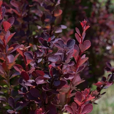 Барбарис ХЕЛМОНД ПИЛЛАР тунберга  Барбарис ХЕЛМОНД ПИЛЛАР тунберга в Твери