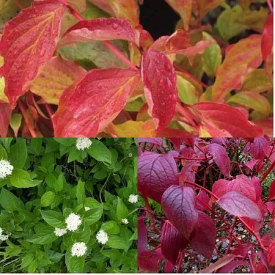 Комплект СЕВЕРНОЕ СИЯНИЕ в Твери