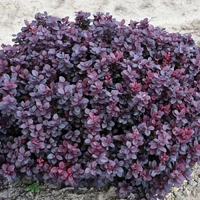 Барбарис КОНКОРД тунберга  Барбарис КОНКОРД тунберга в Твери