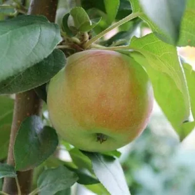 Яблоня ПОДСНЕЖНИК стелющаяся  Яблоня ПОДСНЕЖНИК стелющаяся в Твери