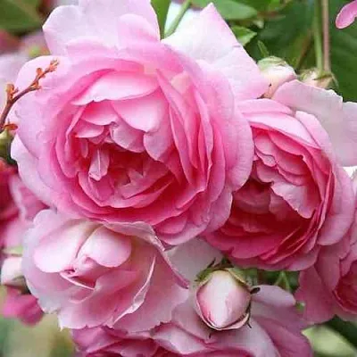 Саженцы роз ЖАСМИНА плетистая в Твери