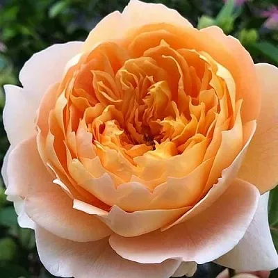 Саженцы роз ЭФФИ чайно-гибридная в Твери