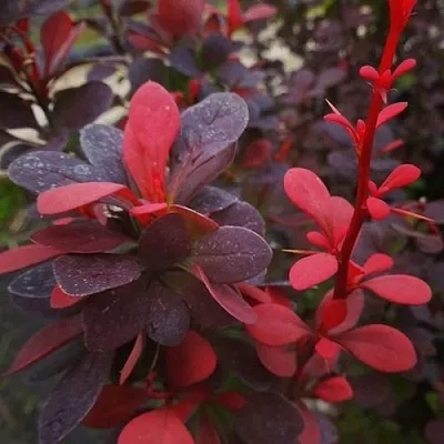 Барбарис РЕД ПИЛЛАР тунберга  Барбарис РЕД ПИЛЛАР тунберга в Твери