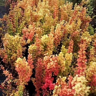 Барбарис САММЕР САНСЕТ тунберга  Барбарис САММЕР САНСЕТ тунберга в Твери