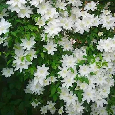 Клематис ТОКИ  Клематис ТОКИ в Твери