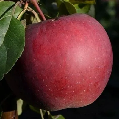 Яблоня БЕЛОРУССКОЕ СЛАДКОЕ  Яблоня БЕЛОРУССКОЕ СЛАДКОЕ в Твери