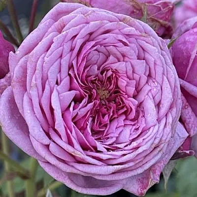 Саженцы роз ДЬЮРАНС АНСЬОН шраб  Саженцы роз ДЬЮРАНС АНСЬОН шраб в Твери