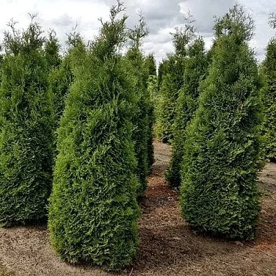Туя ХОЛМСТРУП западная  Туя ХОЛМСТРУП западная в Твери