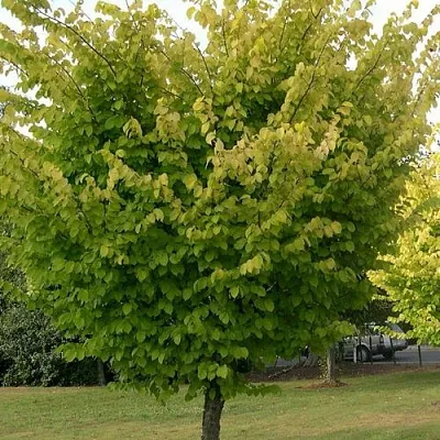 Вяз обыкновенный в Твери