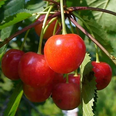 Черешня ФАТЕЖ  Черешня ФАТЕЖ в Твери