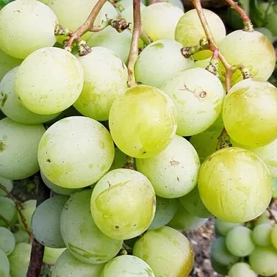 Виноград КЕША МУСКАТ  Виноград КЕША МУСКАТ в Твери