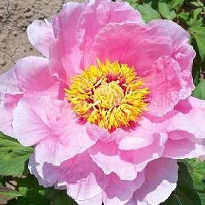 Пион МАРАМАЦУ-ЗАКУРА древовидный  Пион МАРАМАЦУ-ЗАКУРА древовидный в Твери