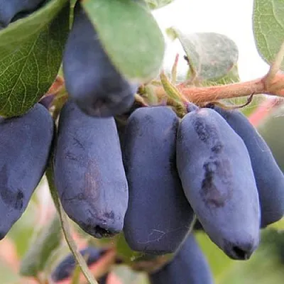 Жимолость съедобная ЛАКОМКА  Жимолость съедобная ЛАКОМКА в Твери