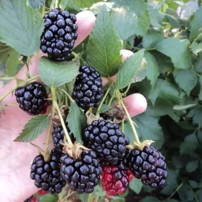 Ежевика ОУАЧИТА бесшипная — описание сорта Ежевика ОУАЧИТА бесшипная в Твери