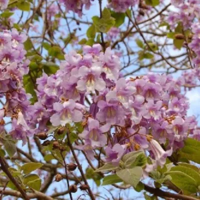 Павлония ПАО ТОГН Z07 — описание сорта Павлония ПАО ТОГН Z07 в Твери