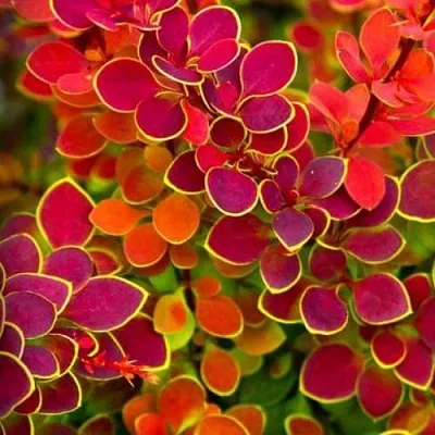 Барбарис ОРАНЖ САНРАЙЗ тунберга  Барбарис ОРАНЖ САНРАЙЗ тунберга в Твери