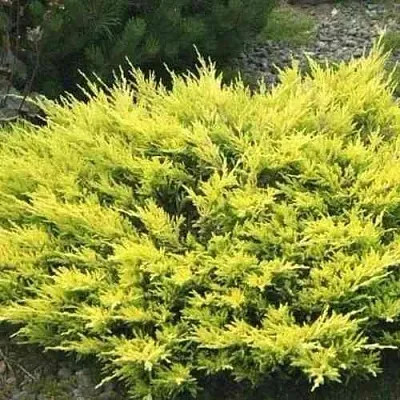 Можжевельник ЛАЙМ ГЛОУ горизонтальный  Можжевельник ЛАЙМ ГЛОУ горизонтальный в Твери