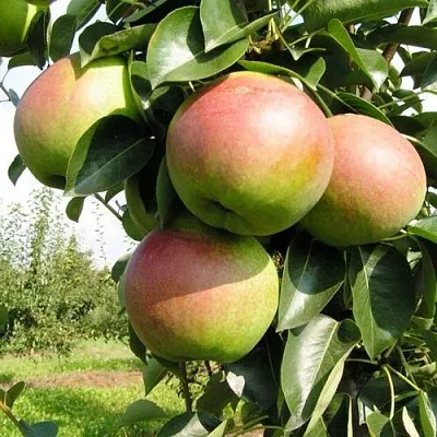 Груша КУПАЛА в Твери