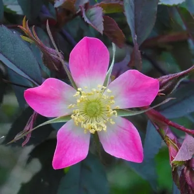 Саженцы роз сизая в Твери