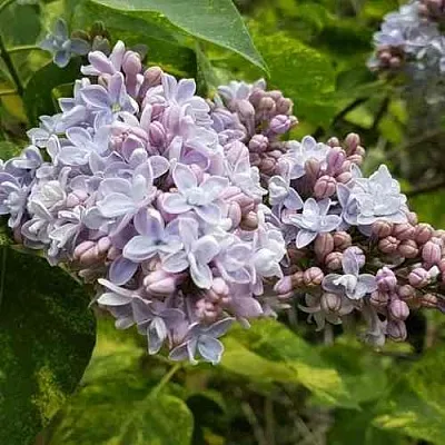 Сирень АУКУБАФОЛИЯ  Сирень АУКУБАФОЛИЯ в Твери