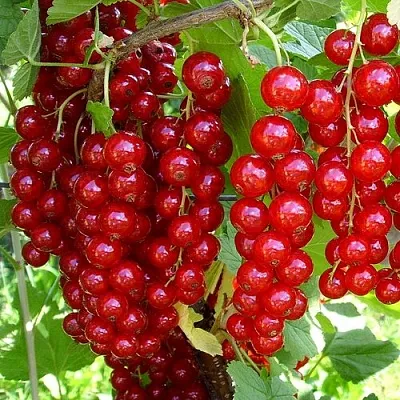 Смородина красная ЙОНКЕР ВАН ТЕТС  Смородина красная ЙОНКЕР ВАН ТЕТС в Твери