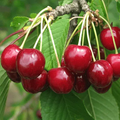 Черешня ГРОНКОВАЯ  Черешня ГРОНКОВАЯ в Твери